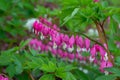 Pink bleeding heart flowers in an ornamental garden Royalty Free Stock Photo