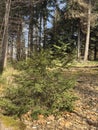 This image shows a dense forest with several tree stumps covered in moss