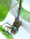 Dragonfly Close up Eating Leaf