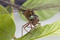 Dragonfly Close up Eating Leaf