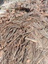 Dried coconut leaves and twigs used as fuels in india
