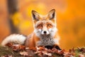 Close-up of a red fox in an autumn forest. Beautiful red fox portrait. Generative AI.