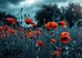 an image shows a field of red poppies