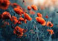 an image shows a field of red poppies