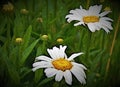 `Daisy double in dew,` with `others due.`