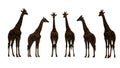 Five giraffes standing in a line against a plain background Royalty Free Stock Photo