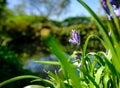 Spring Bluebells seen at the waters edge of a large pond.