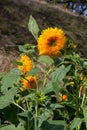 Giant teddy bear sunflowers in bloom Royalty Free Stock Photo