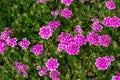 Close up texture view of a beautiful purple rose verbena flowers in a sunny garden