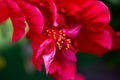 Close up texture view of a beautiful red double hibiscus flower Royalty Free Stock Photo