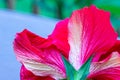 Close up texture view of a beautiful red and white double hibiscus flower Royalty Free Stock Photo