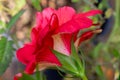 Close up texture view of a beautiful red and white double hibiscus flower Royalty Free Stock Photo