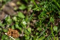 Common Chickweed Stellaria media texture background with tiny flowers Royalty Free Stock Photo