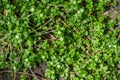 Common Chickweed Stellaria media texture background with tiny flowers Royalty Free Stock Photo