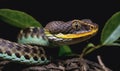 A green tree viper with a yellow stripe on its head is perched on a branch in a forest Royalty Free Stock Photo