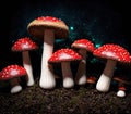 A group of mushrooms growing in a field of grass. Royalty Free Stock Photo