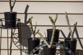 Propagated plumeria trees in black pots