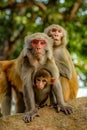 The image shows a group of Rhesus macaque monkeys & x28;Macaca mulatta& x29;, also known as Rhesus monkeys. Royalty Free Stock Photo