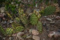 Close Up of an Eastern Prickly Pear Cactus Royalty Free Stock Photo