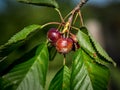 Cherry fruit rot caused by the fungus Monilia Royalty Free Stock Photo