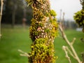 Hollyhock rust, Puccinia malvacearum, pustules on the flower bud Royalty Free Stock Photo