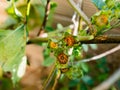 Hollyhock rust, Puccinia malvacearum, pustules on the flower bud Royalty Free Stock Photo