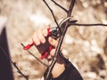 Apple winter pruning