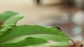 An image shows a housefly sitting on a long, green leaf.