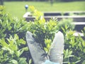 Pruning boxwood shrubs with boxwood shear or trimmer Royalty Free Stock Photo