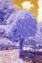 Infrared photography, a landscape featuring a tree that is colored in shades of purple, surrounded by a terrain Royalty Free Stock Photo