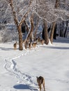 Group of whitetail deer walking along a snow covered trail on a winter day Royalty Free Stock Photo