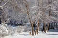 Group of whitetail deer walking along a snow covered trail on a winter day Royalty Free Stock Photo