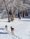 Group of whitetail deer walking along a snow covered trail on a winter day Royalty Free Stock Photo