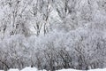 Snow and hoar frost on the bare branches of trees and bushes Royalty Free Stock Photo