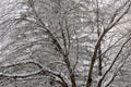 Snow and hoar frost on the bare branches of a tree Royalty Free Stock Photo