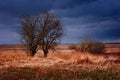 The image shows a leafless tree in an open field with overcast skies Royalty Free Stock Photo