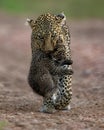 A Leopard Carrying Its Cub Royalty Free Stock Photo