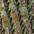 The image shows lichen growing on Royalty Free Stock Photo