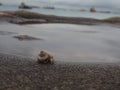 lonely abandoned snail