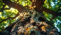 Lowangle view of large tree trunk covered in moss and lichen with thick branches and green leaves Royalty Free Stock Photo