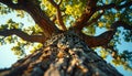 Lowangle view of large tree trunk with sprawling branches and green leaves against clear blue sky Royalty Free Stock Photo
