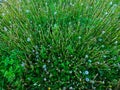 The image shows a lush green field with various plants including tall grass, dandelions in bloom and seed, and clovers