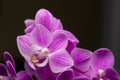 Miniature pink and purple phalaenopsis moth orchids with dark background Royalty Free Stock Photo