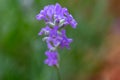 Macro abstract cutout view of blooming lavender stem flower blossoms Royalty Free Stock Photo