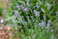 Macro abstract view of blooming lavender stem flower blossoms Royalty Free Stock Photo