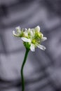 Venus flytrap flower in bloom Royalty Free Stock Photo