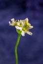 Venus flytrap flower in bloom Royalty Free Stock Photo