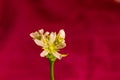 Venus flytrap flower in bloom Royalty Free Stock Photo