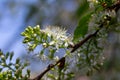Amur cherry (prunus maackii) tree blossoms