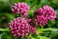 Close-up view of emerging rosy pink blossoms and buds on a swamp milkweed plant